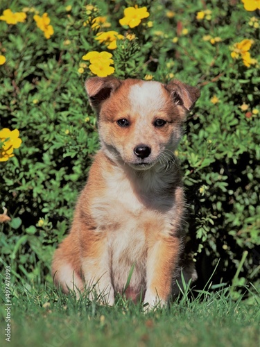 Border Collie puppy sitting in front of sinquefoil bush