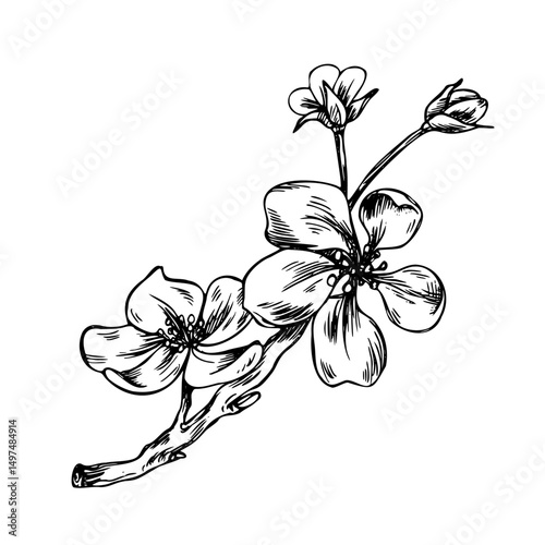 A branch of apple flowers with buds and buds of delicate style. Graphic line art hand drawn ink black and white illustration vector clip art. A separate element isolated