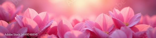 Delicate pink petals, ethereal glow, slow descent , japan, nature