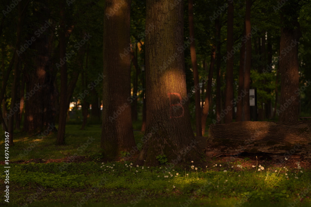 Fototapeta premium Spring nature