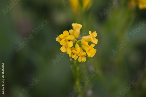 Probablement fleur jaune de barbarée (barbarea stricta, la barbarée raide), une plante envahissante, toxique pour les animaux et source de maladies pour les choux au potager photo