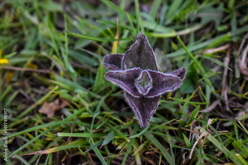 Jeune plant de menthe aquatique (Mentha aquatica) au bord d'un ruisseau dans une prairie