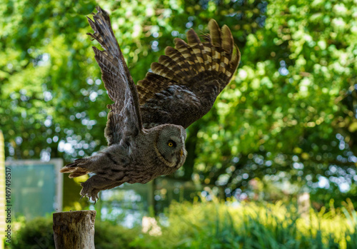 Great Grey Owl