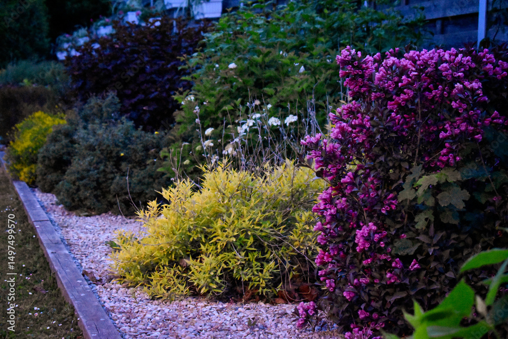 Naklejka premium Allée de parc au crépuscule avec un wegelia à fleurs rose et des arbustes