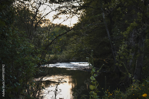 Un fleuve tranquille coule entre les arbres au crépuscule