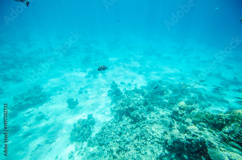 Fotografie Turquoise sea bottom with scattered corals scattered across sandy seafloor