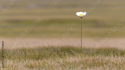 Solitary Wildflower in Vast Grassland A Delicate Beauty