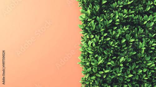 Vibrant Green Hedge Against Coral Wall Nature's Simple Beauty