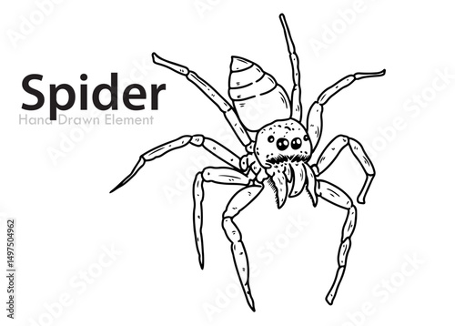 spider on a white background