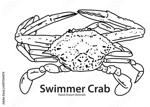 swimmer crab on a white background