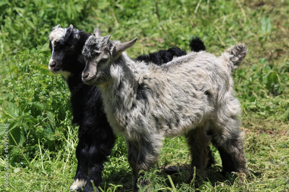 Fototapeta premium baby goat on pasture