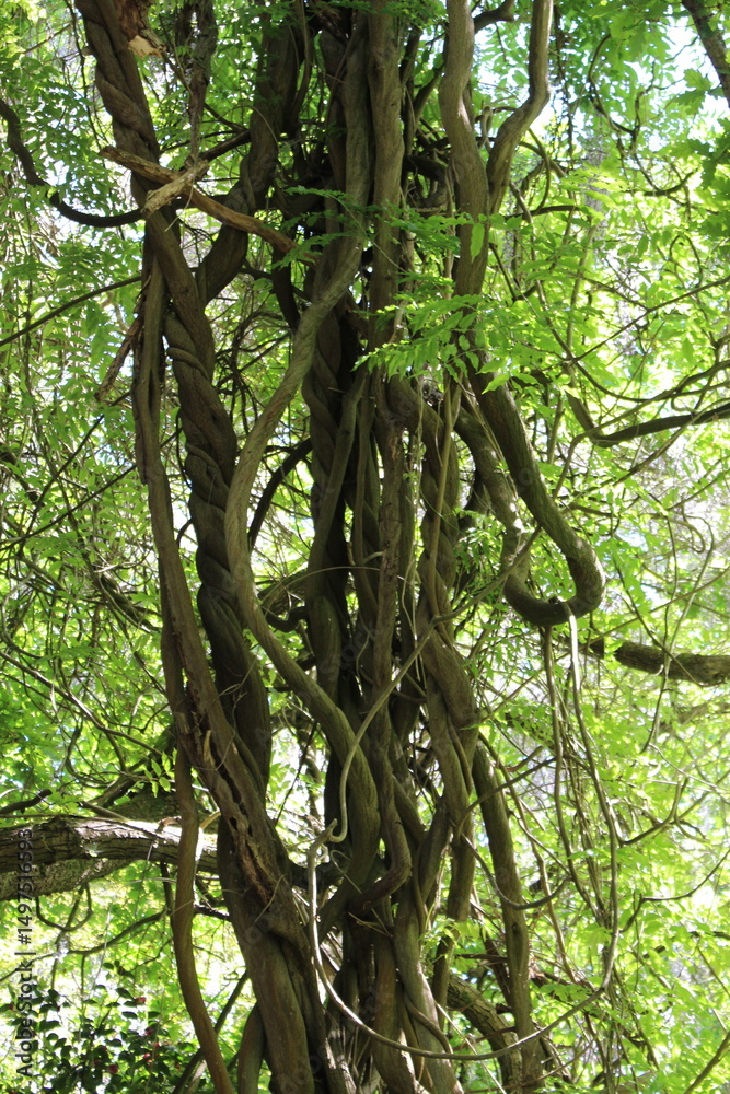 Fototapeta premium tree in the forest