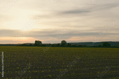 Le soleil se couche sur un champ agricole, avec la lumière douce du soir 