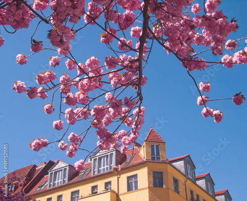 Pink sakura blossom in the city. Spring in old town. Architecture and flowers in the city, Berlin, Germany. Nature and urban life. Blooming sakura trees I the city.Pink aesthetic. Pink flowers. Card.