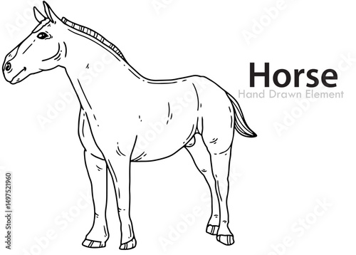 vector illustration of a horse