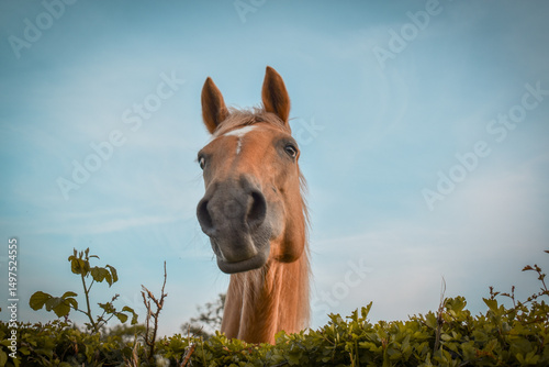 Un cheval palomino curieux passe la tête par dessus la haie avec une expression amusante et mignonne, vue du dessous en contre plongée