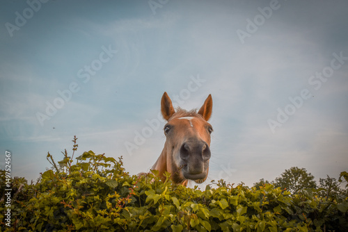 Un cheval palomino curieux passe la tête par dessus la haie avec une expression amusante et mignonne, vue du dessous en contre plongée photo