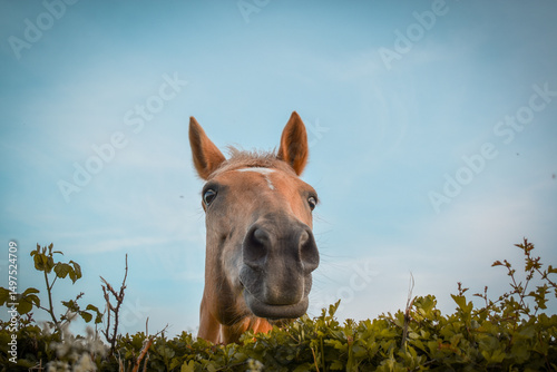 Un cheval palomino curieux passe la tête par dessus la haie avec une expression amusante et mignonne, vue du dessous en contre plongée photo