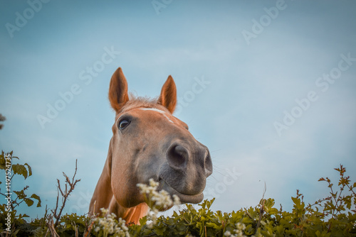 Un cheval palomino curieux passe la tête par dessus la haie avec une expression amusante et mignonne, vue du dessous en contre plongée