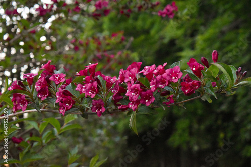 Branche avec des fleurs rose de Weigela, de jolies fleurs en clochette évoquant le printemps. Univers végétal et féminin. Cet arbuste ornemental apporte couleur et élégance aux parcs et jardins