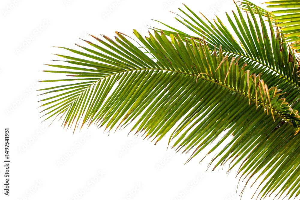 Fototapeta premium Coconut leave branch isolated on white