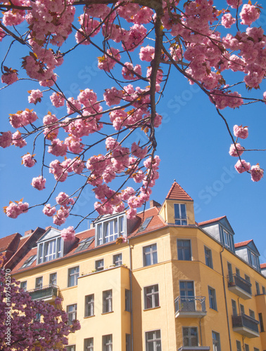 Pink sakura blossom in the city. Spring in old town. Architecture and flowers in the city, Berlin, Germany. Nature and urban life. Blooming sakura trees I the city.Pink aesthetic. Pink flowers. Card.