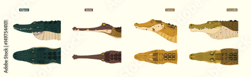 differences between crocodile, garial, caiman and alligator species in physical form, cartoon illustration. crocodile collection set
