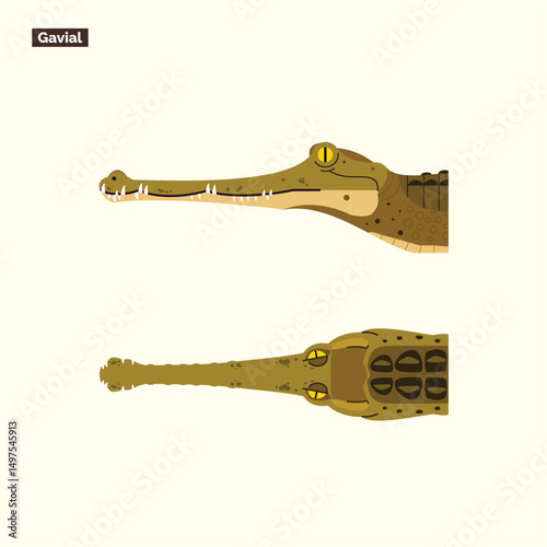 set of gharial head illustrations isolated with two views. dangerous exotic predator reptile