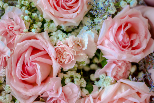 pink roses background