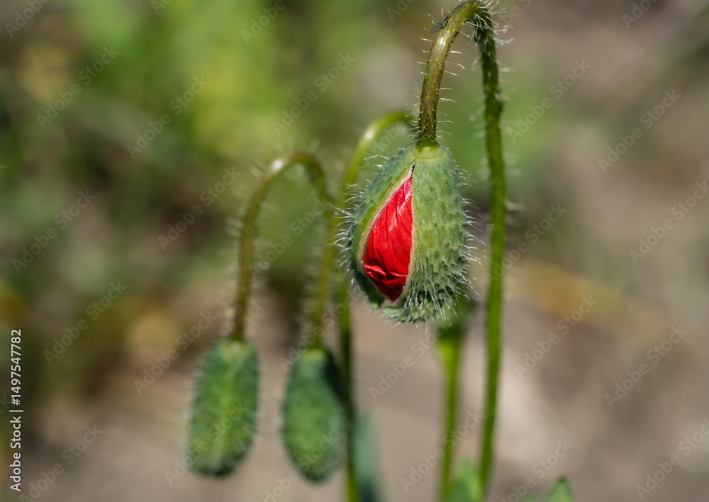 Obraz premium Close-up of a common poppy (Papaver rhoeas) flower bud just before blooming. The red petal emerges from the hairy green casing in early summer light