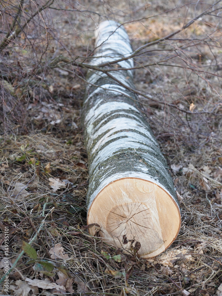 Fototapeta premium Chainsaw - large felled birch tree