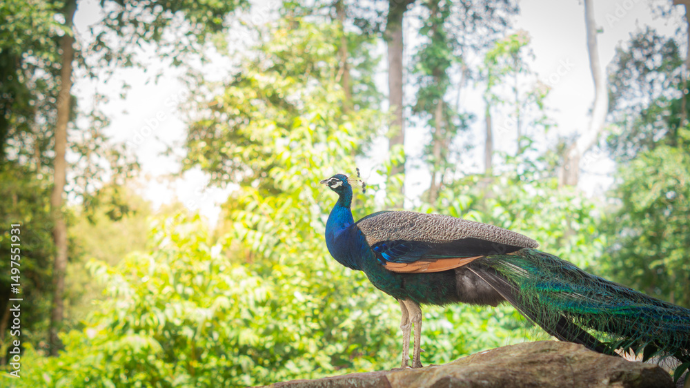 Obraz premium A male peacock stands sideways on a rock and stares ahead with his tail tucked in, against a bright and lush forest background. Beautiful wildlife concept.