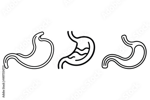 Three outlined minimalist human stomach diagrams showcase anatomical structures against a transparent backdrop beautifully