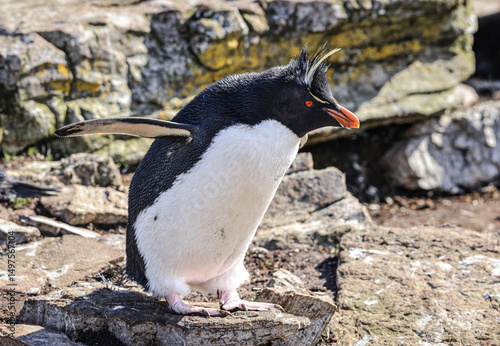 Southern Rockhopper Penguin (Eudyptes chrysocome), Kidney Cove, Falkland Islands, South Atlantic