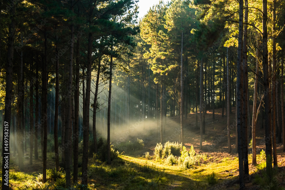 Fototapeta premium Pine forest with sun rays shining through trees in Sao Francisco de Paula, South of Brazil