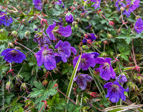 close-up of purple flowers blossoms after the rain