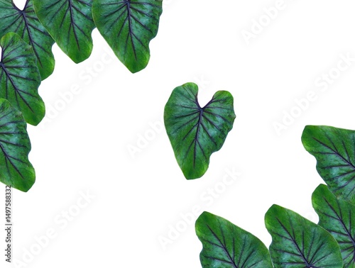 green leaves isolated on white