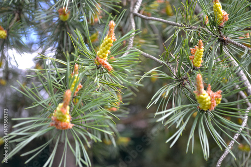 young cones in spring on pine branches