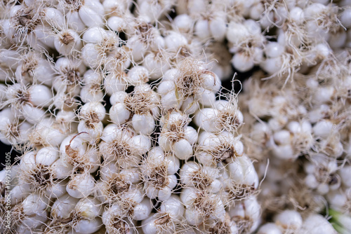 Fototapeta Naklejka Na Ścianę i Meble -  Traditional spice garlic bulbs are fresh vegetables commonly found in Thailand market adding flavor and aroma to many dishes