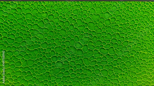 Unicellular algae Dunaliella salina under the microscope, Chlorophyta phylum, Volvocales order. Green in color, they live mainly in salty seas.