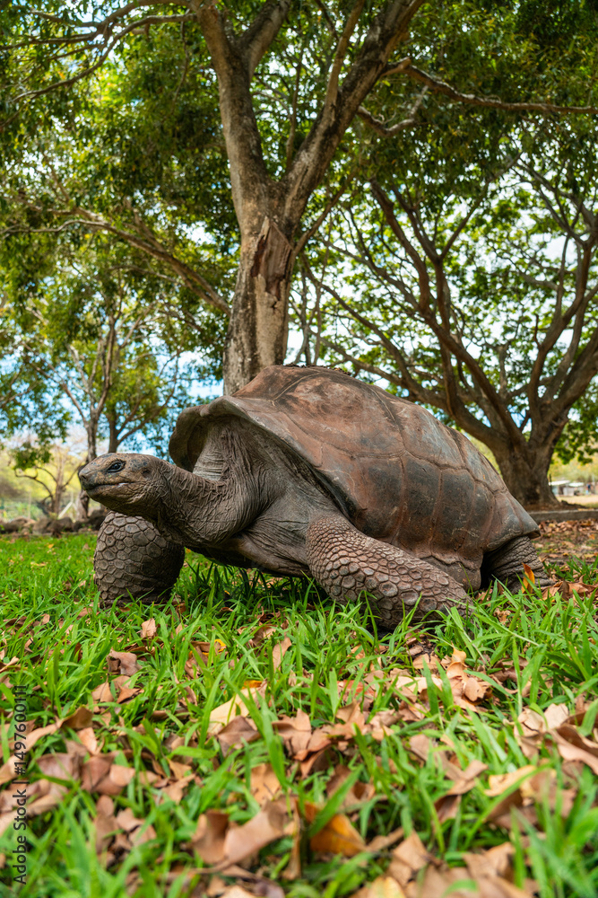 Fototapeta premium A giant tortoise moves across grass beneath a canopy of tropical trees