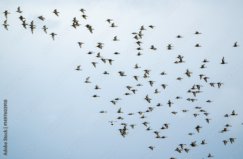 Barge à queue noire,.Limosa limosa, Black tailed Godwit Barge à queue noire,.Limosa limosa, Black tailed Godwit