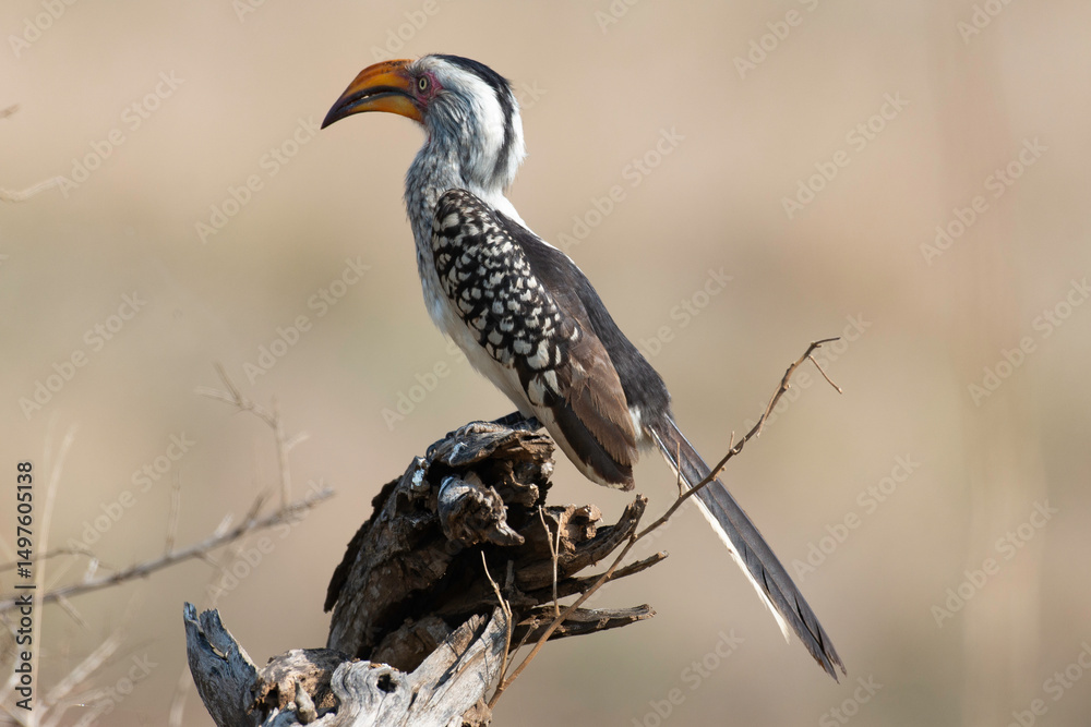 Obraz premium Calao à bec jaune,.Tockus flavirostris, Eastern Yellow billed Hornbill, Parc national Kruger, Afrique du Sud