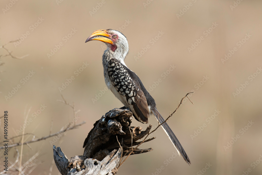 Fototapeta premium Calao à bec jaune,.Tockus flavirostris, Eastern Yellow billed Hornbill, Parc national Kruger, Afrique du Sud