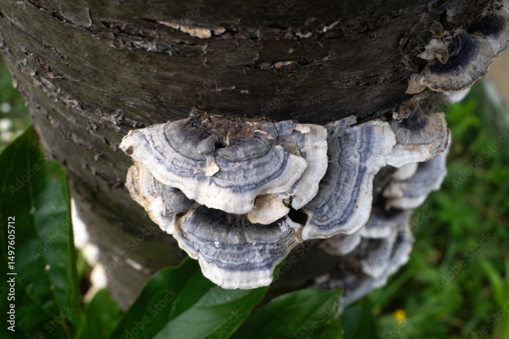 Obraz premium Tramète versicolore, Trametes versicolor, champignon