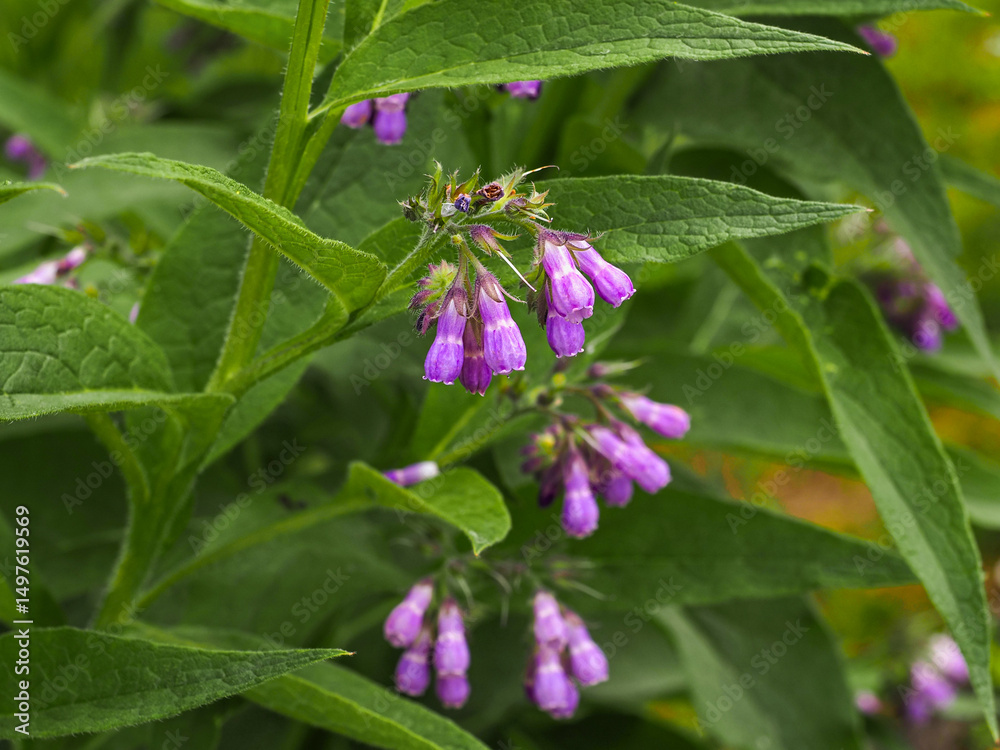 Fototapeta premium Symphytum officinale or True Comfrey, purplish pink tubular bell-shaped flowers, close up. Common Comfrey or slippery-root is a perennial herb, flowering plant in the family Boraginaceae.