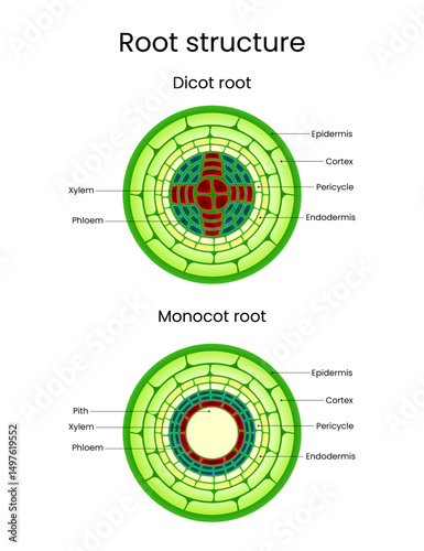Detailed Diagram of Dicot and Monocot Root Structures