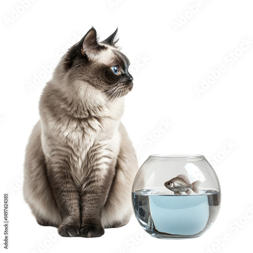 Adorable siamese cat gazing at a goldfish in a bowl on transparent background