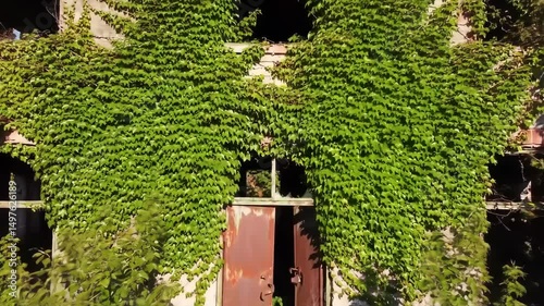 Abandoned Building Exterior Overgrown with Ivy Nature Reclaiming Urban Decay
