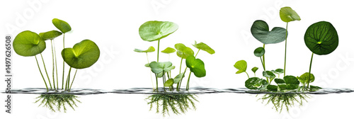 Aquatic Plants Composition Three Variations Isolated on Transparent Background, Botany, Nature, Green, Plants, Flora, Water Plants